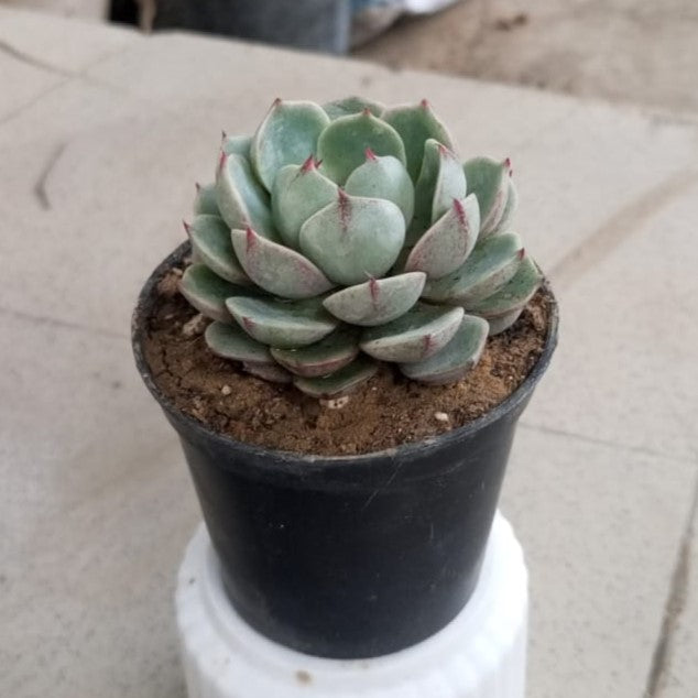 Echeveria colorata