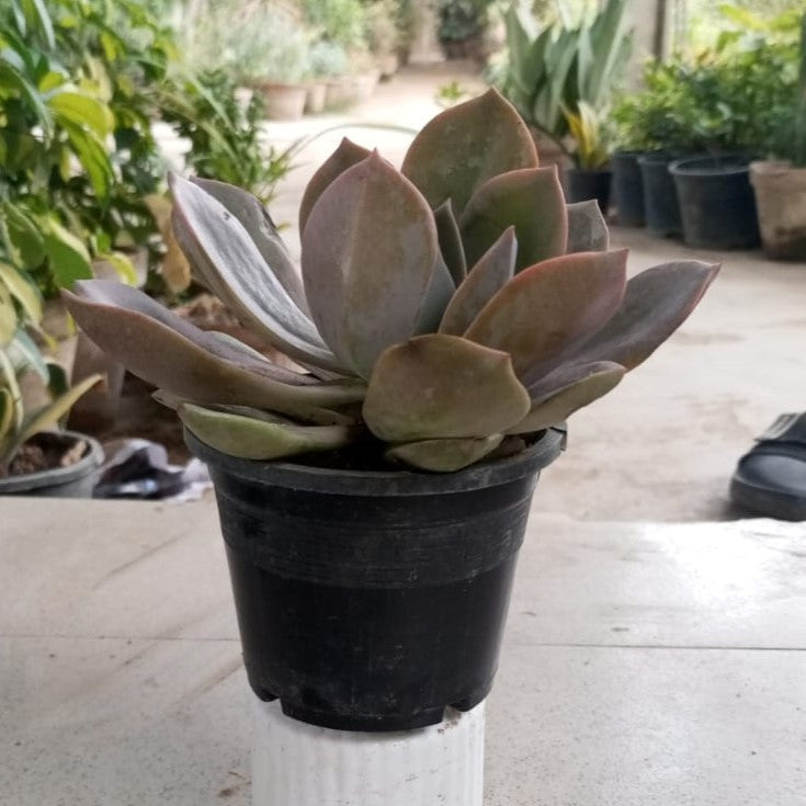 Echeveria Bronze