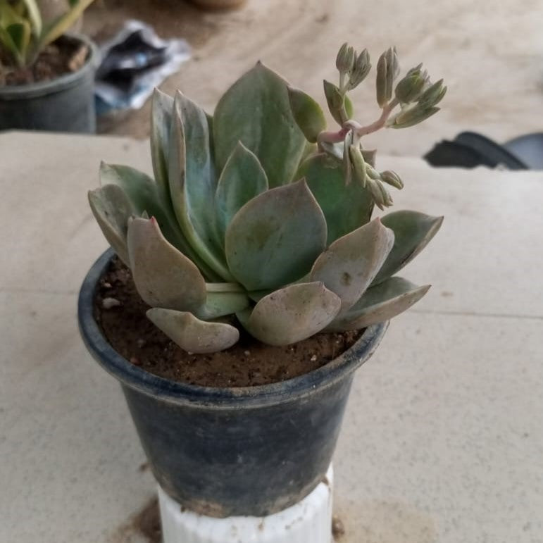 Echeveria Sanyatwe