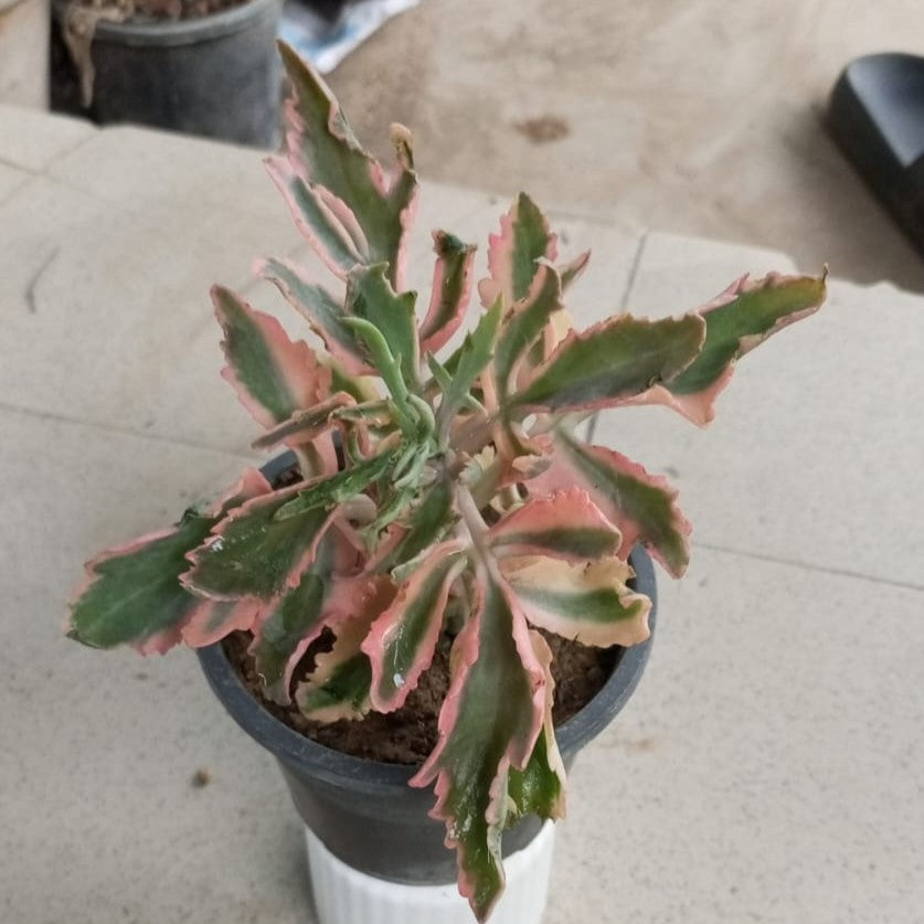 Kalanchoe