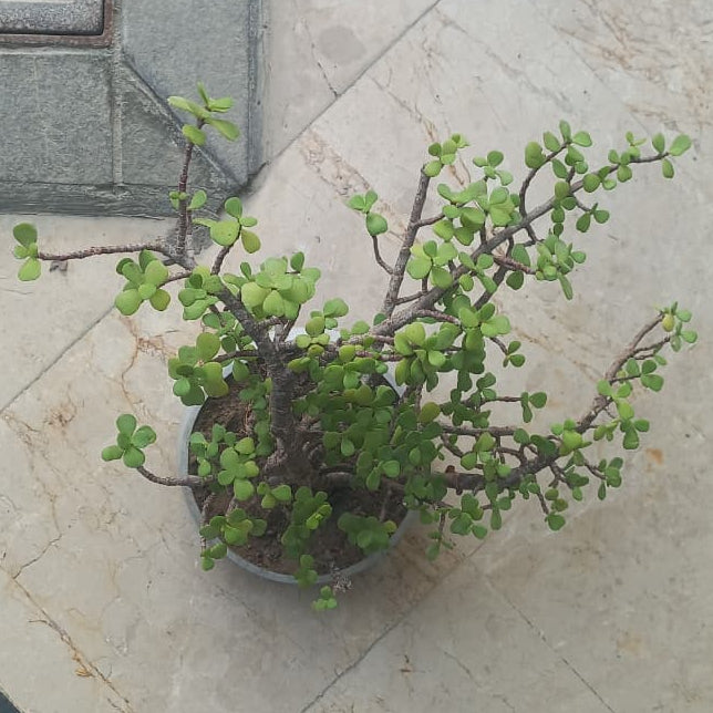 Lucky Jade Plant Bonsai Cement Pot