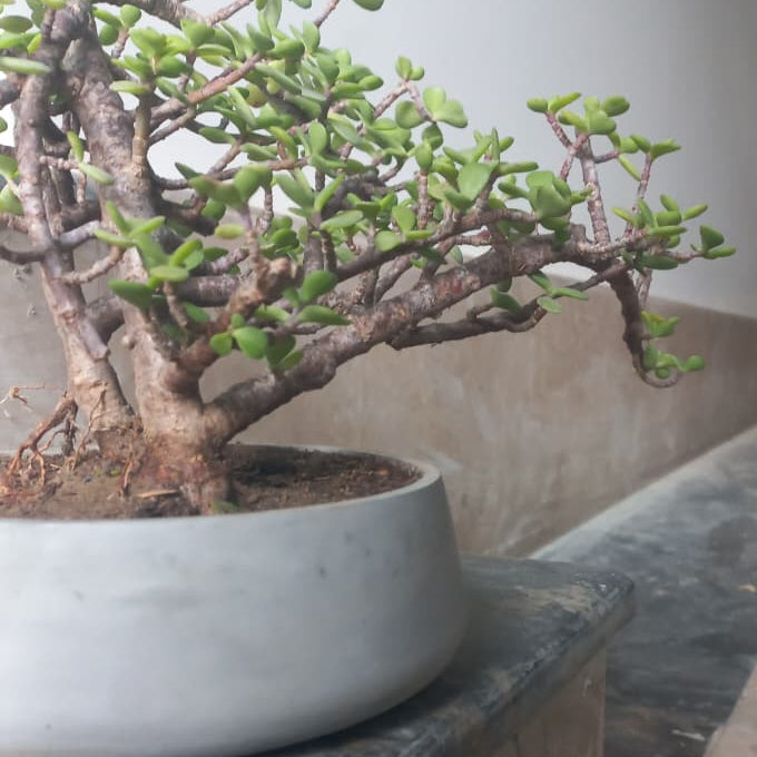 Lucky Jade Plant Bonsai Cement Pot