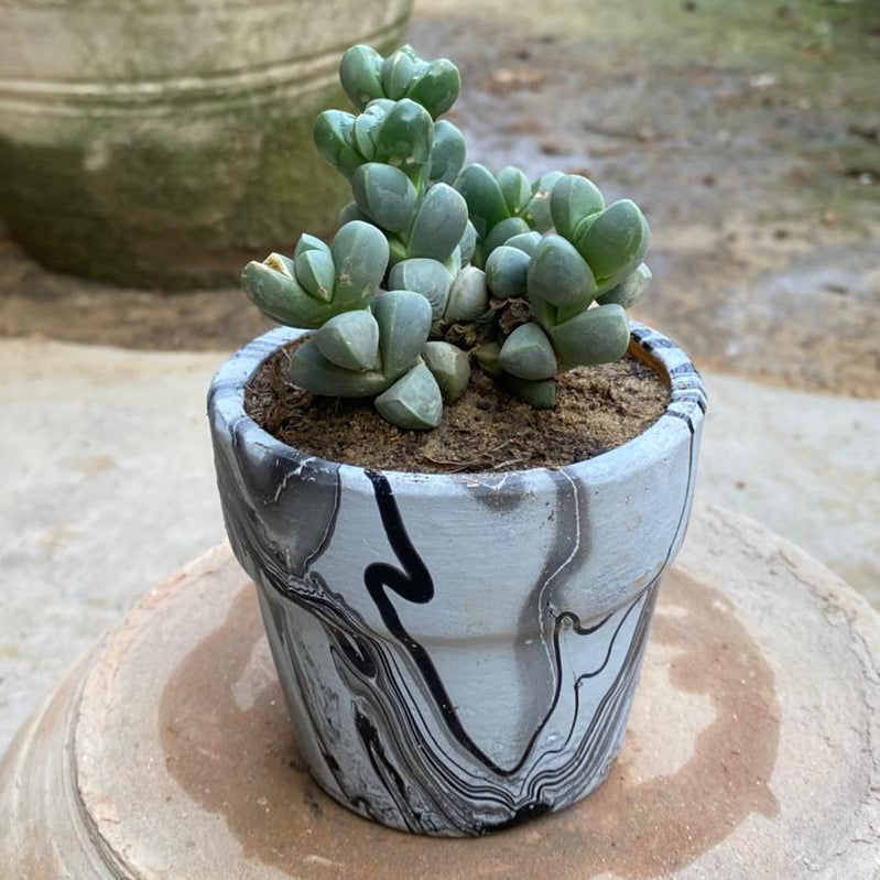 Ice Plant Succulent in Marble Pattern Terracotta Pot