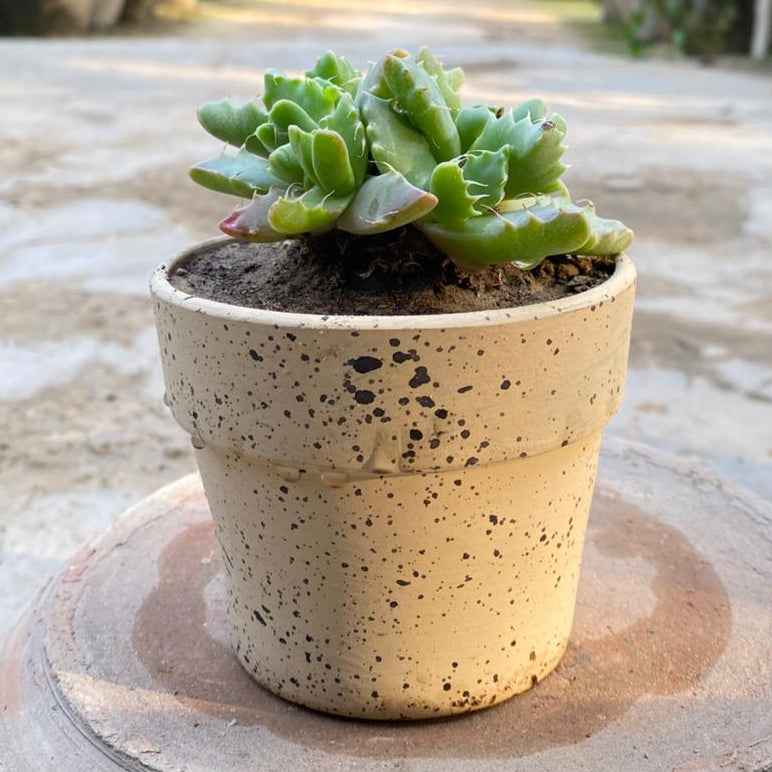 tiger paw succulent Tiger Jaw Succulent with Painted Terracotta Pot