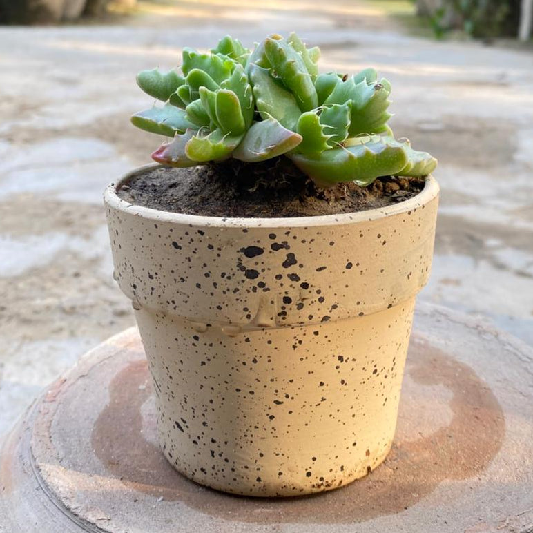 Tiger Jaw Succulent with Painted Terracotta Pot