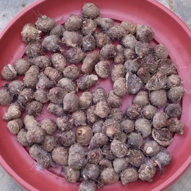 Caladium Bulbs Mix (Thai)