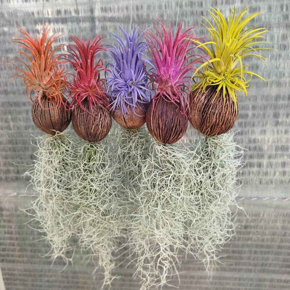 air plants in pakistan Tillandsia Air Plant