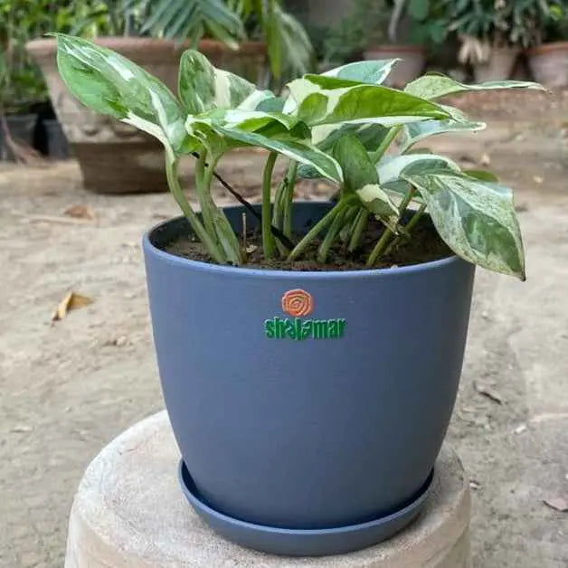 Pothos Money Plant N Joy in Luma Pot