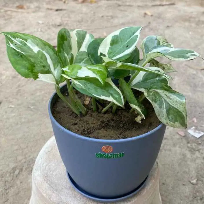 Pothos Money Plant N Joy in Luma Pot