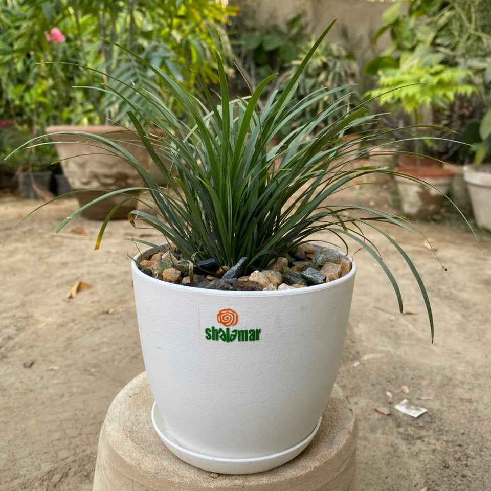 Black Mondo Grass Ophiopogon in Luma Pot