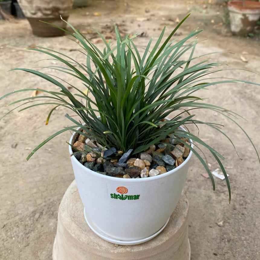 Black Mondo Grass Ophiopogon in Luma Pot