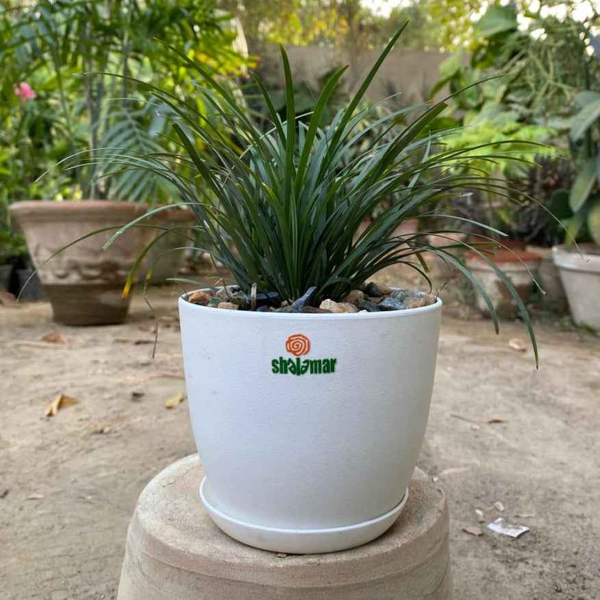 Black Mondo Grass Ophiopogon in Luma Pot