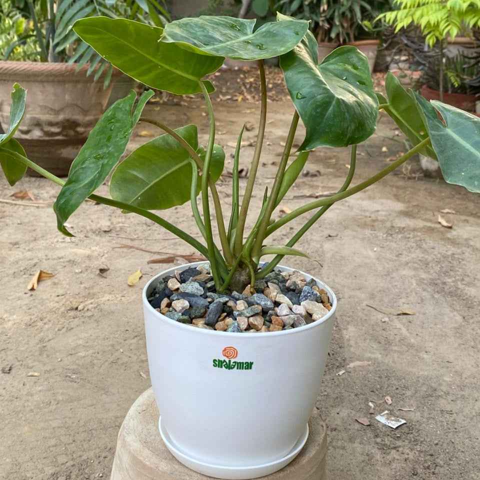 Philodendron Green Burle Marx in Luma Pot