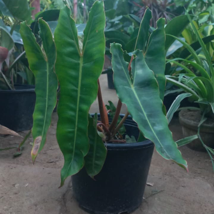 philodendron billietiae shalamar nursery