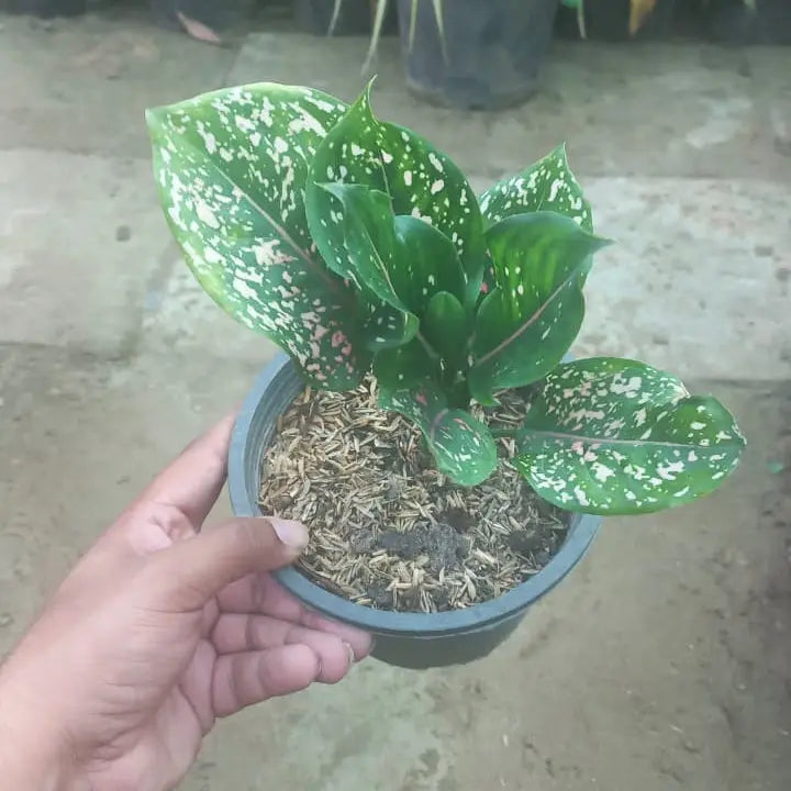 Aglonema Pink Dalmation