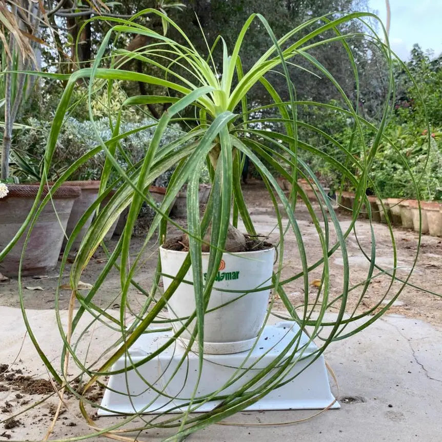 Ponytail Palm Beaucarnea  in Luma Pot