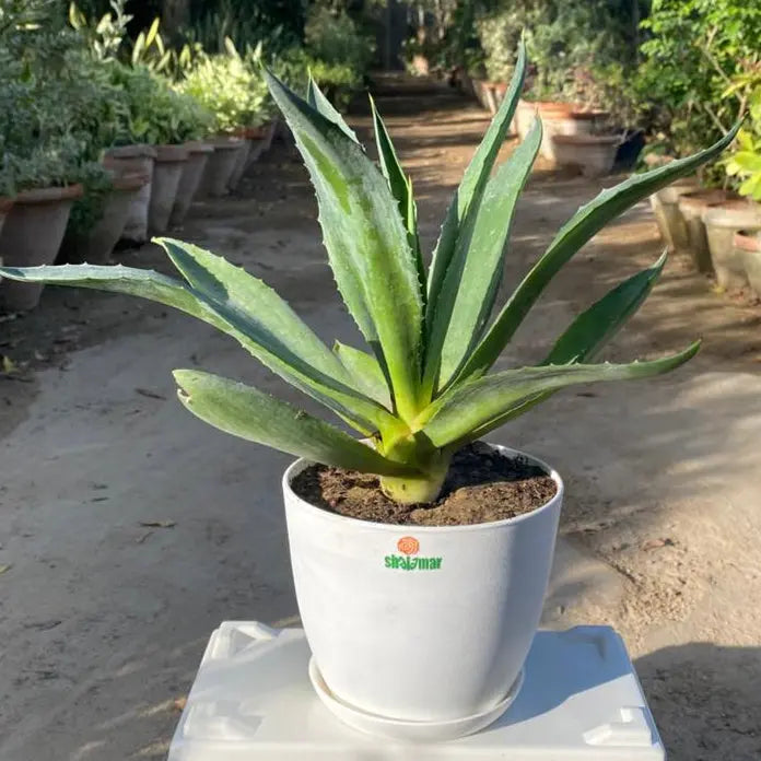 Agave in Luma Pot