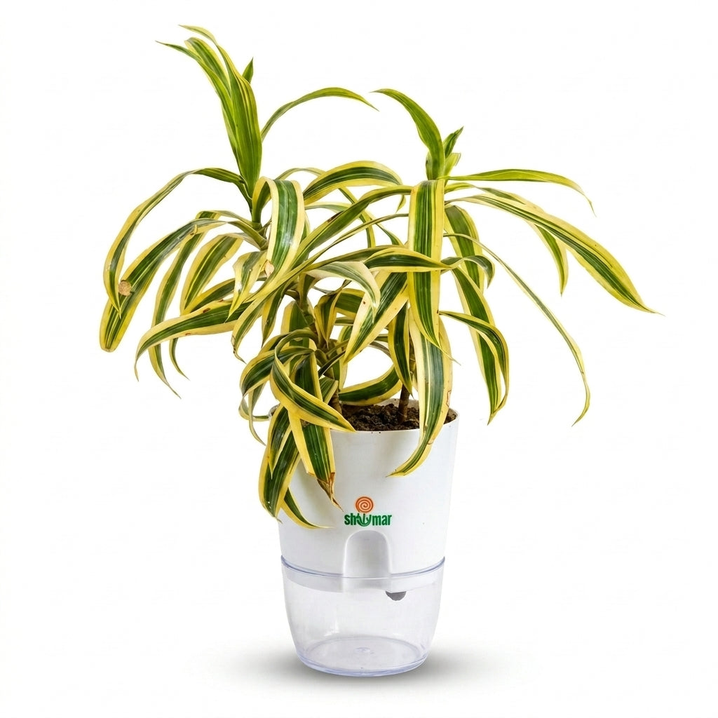 Song of India Dracena reflexa in Self Watering Pot
