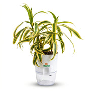 Song of India Dracena reflexa in Self Watering Pot