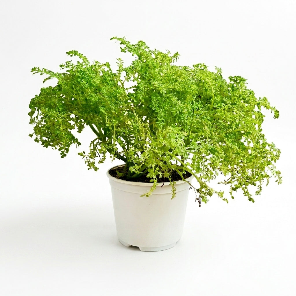 Pilea microphylla in Mist Pot