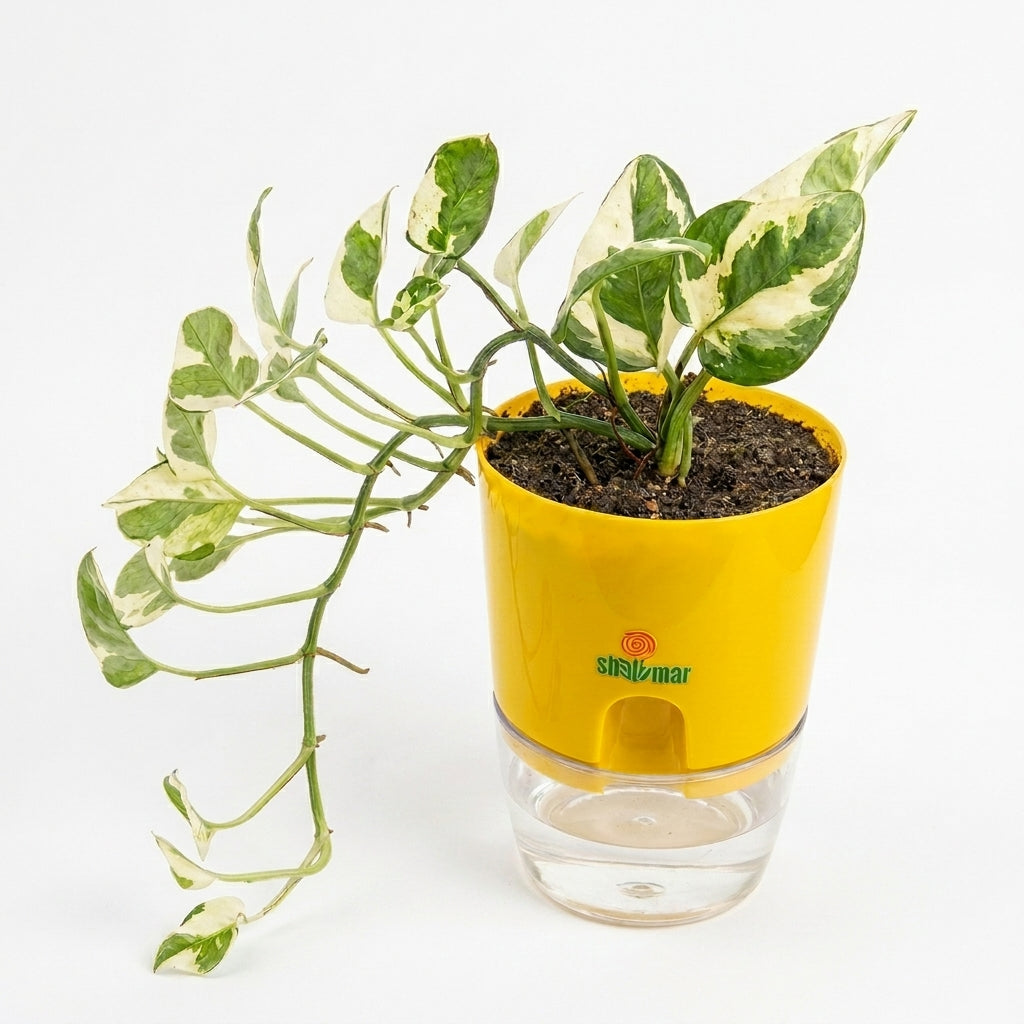 Money Plant Pothos N' Joy in Self Watering pot