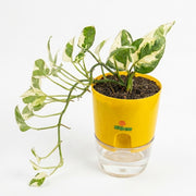 Money Plant Pothos N' Joy in Self Watering pot