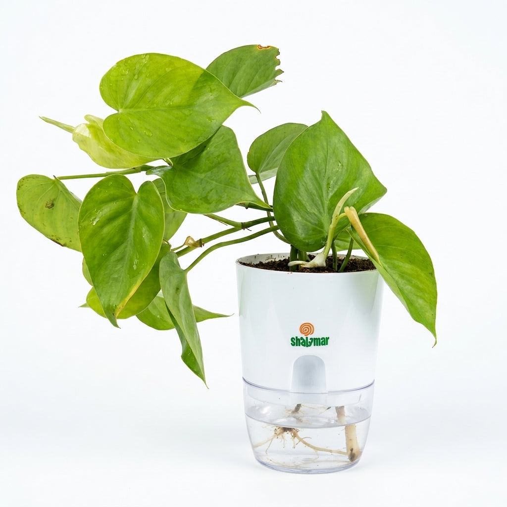 Pothos Golden Neon in Self Watering Pot