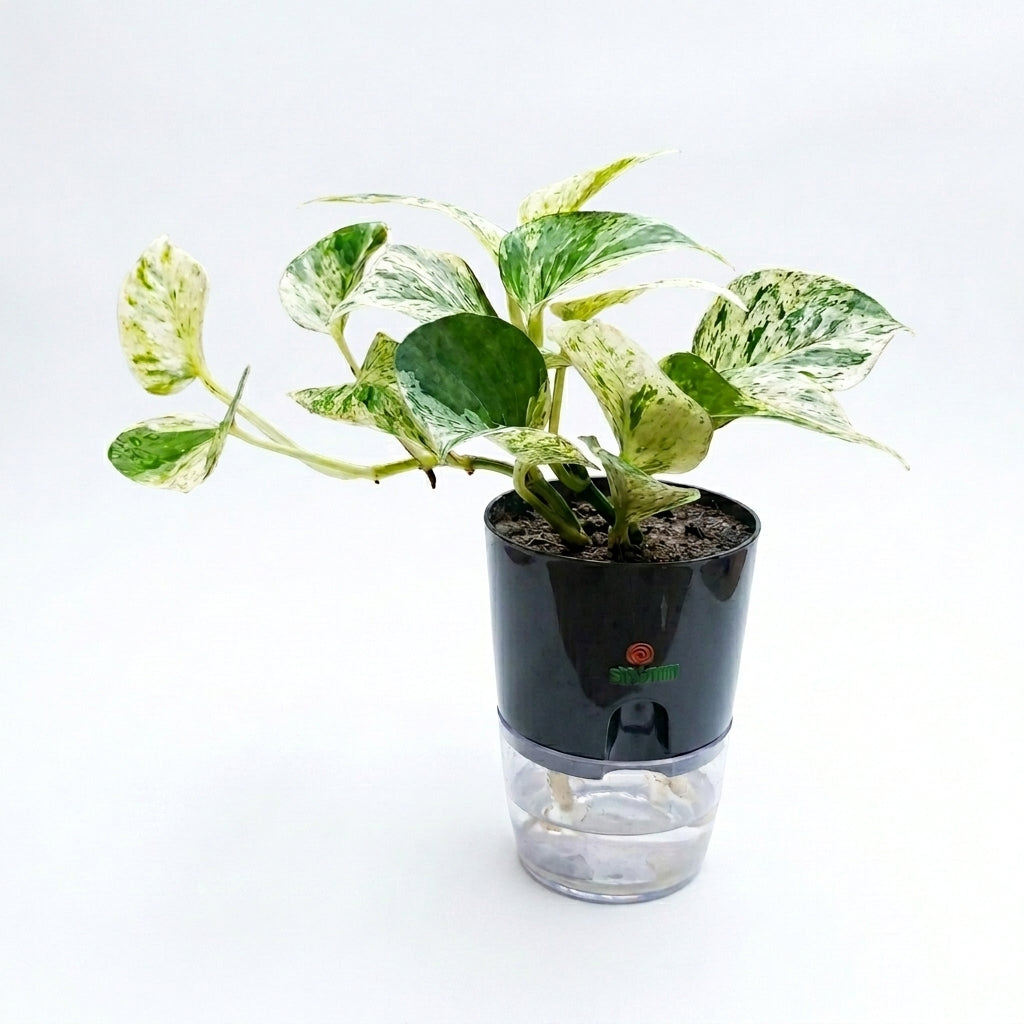 Pothos marble queen in self watering pot