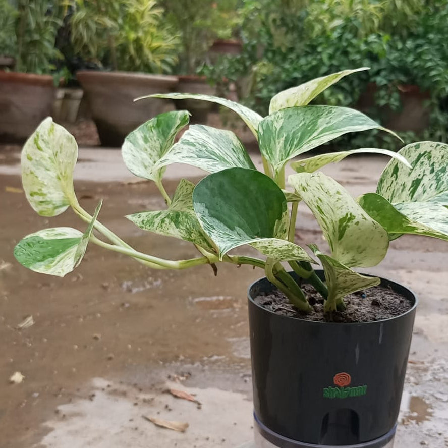 Pothos marble queen in self watering pot