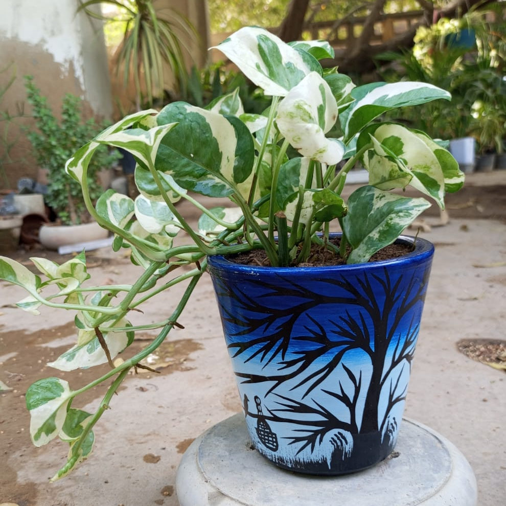 Money Plant Pothos N Joy in Painted Terracotta Pot