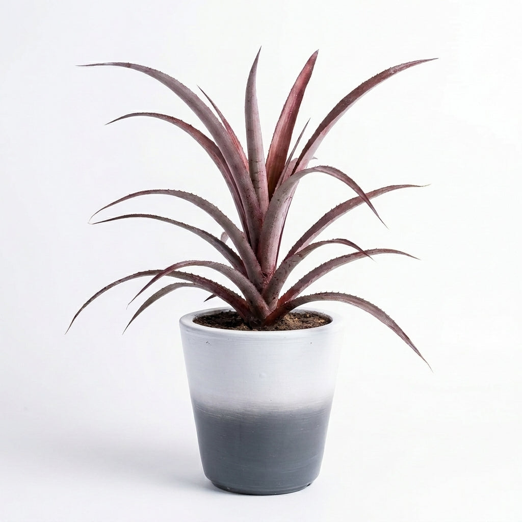 Dykea Ornamental Ananas in Painted Terracotta Pot