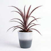 Dykea Ornamental Ananas in Painted Terracotta Pot