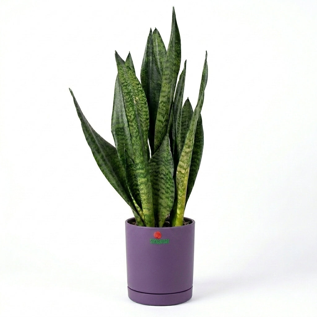 Snake Plant Silver in Zen Pot