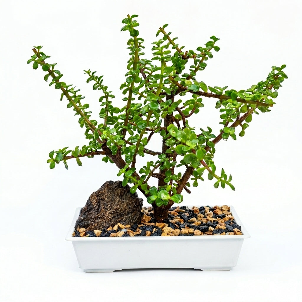 Lucky Jade Plant Bonsai in Premium Bonsai tray with drain
