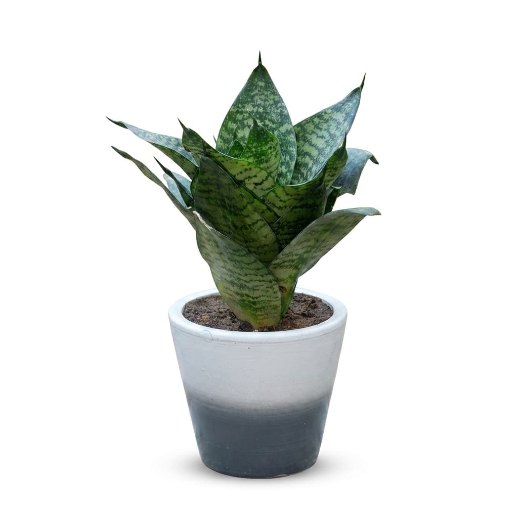 Snake Plant Dwarf in Painted Terracotta Pot