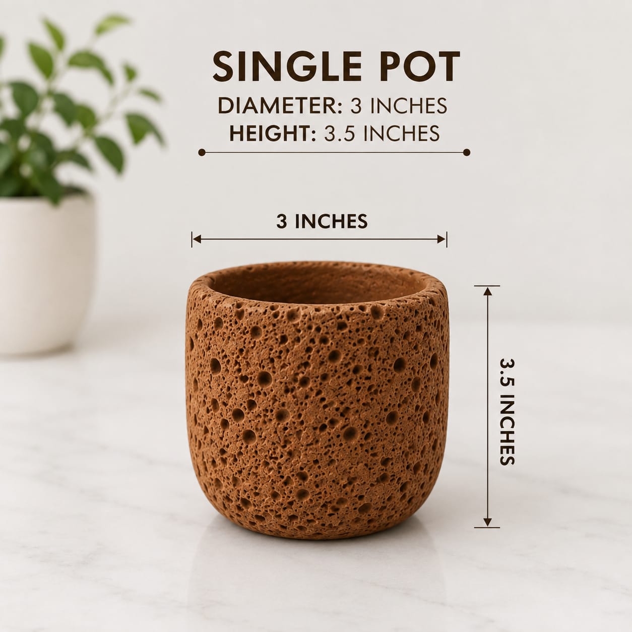 Handcafted Natura Pot with Snake Plant