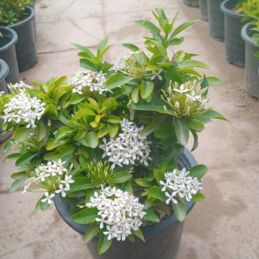 Ixora dwarf bundle of 4 (mix)