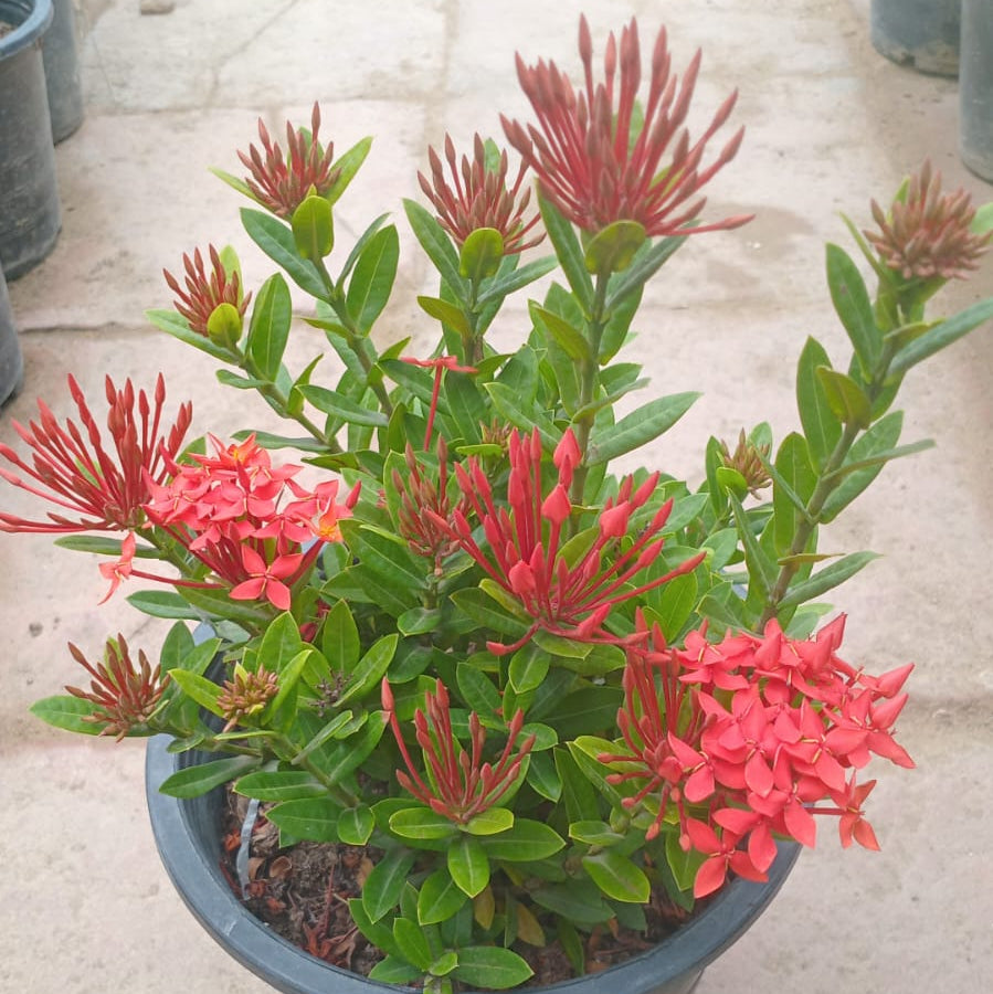 Ixora dwarf bundle of 4 (mix)