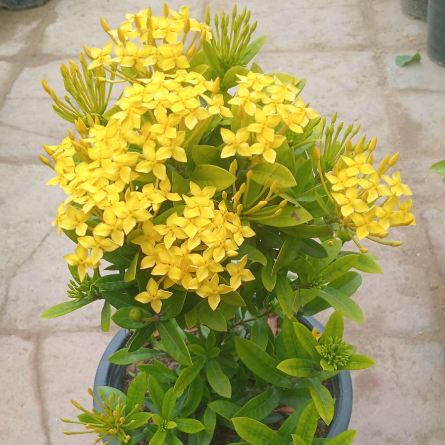 Ixora dwarf bundle of 4 (mix)