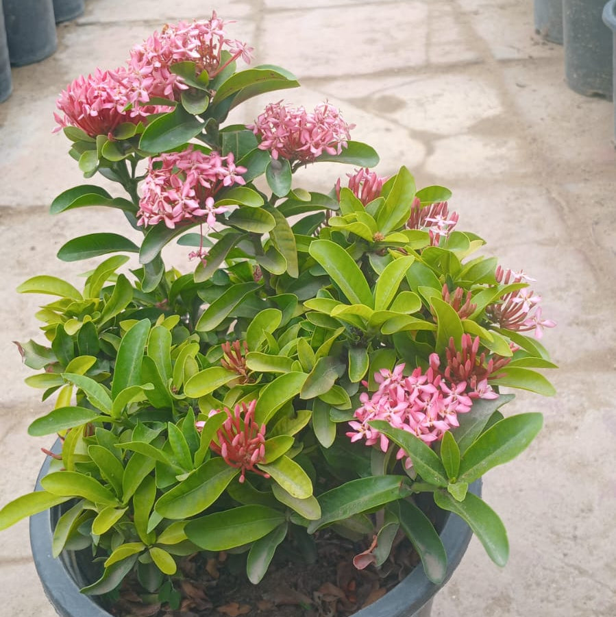 Ixora dwarf bundle of 4 (mix)