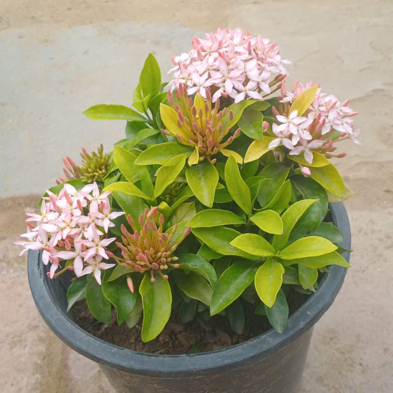 Ixora dwarf bundle of 4 (mix)