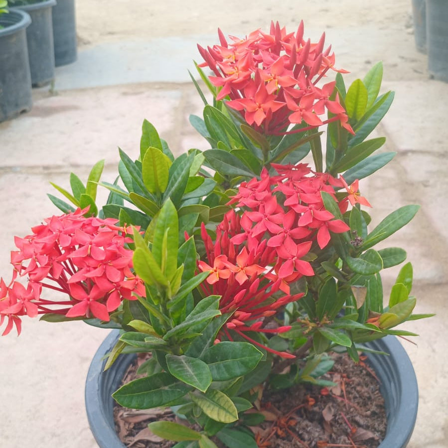 Ixora dwarf bundle of 4 (mix)