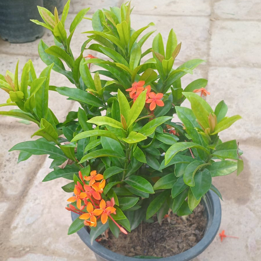 Ixora dwarf bundle of 4 (mix)