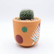 Ball Cactus in Hand Painted Terracotta Pot