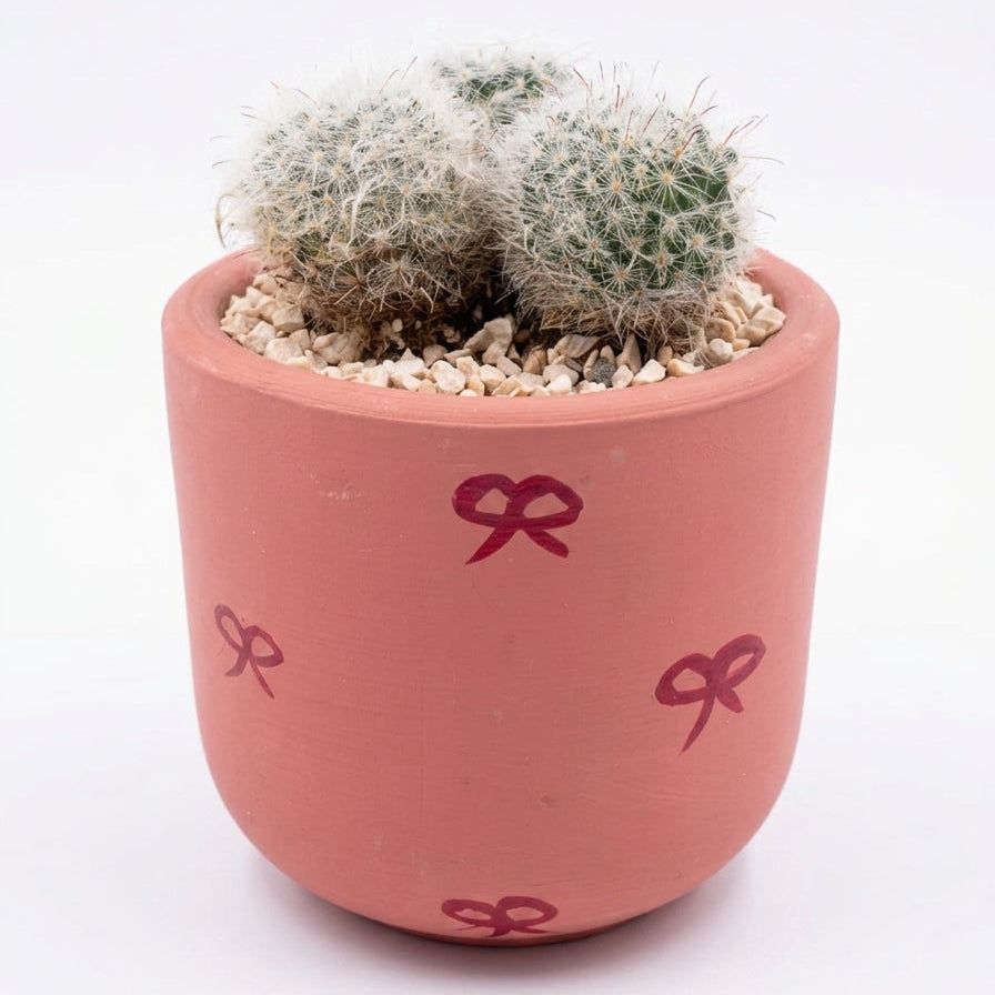 Ball Cactus in Hand Painted Terracotta Pot