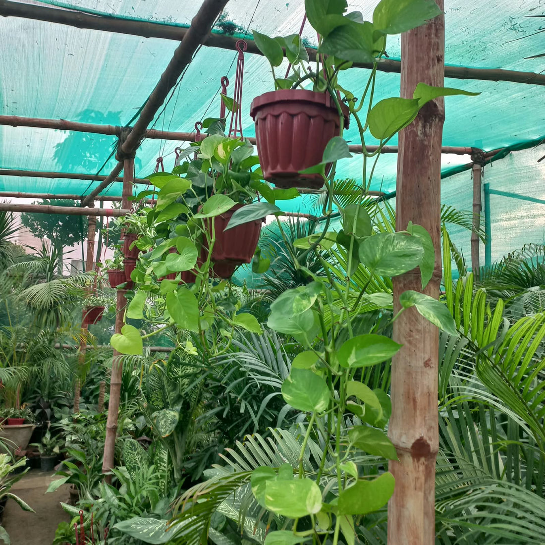 Nursery Farm