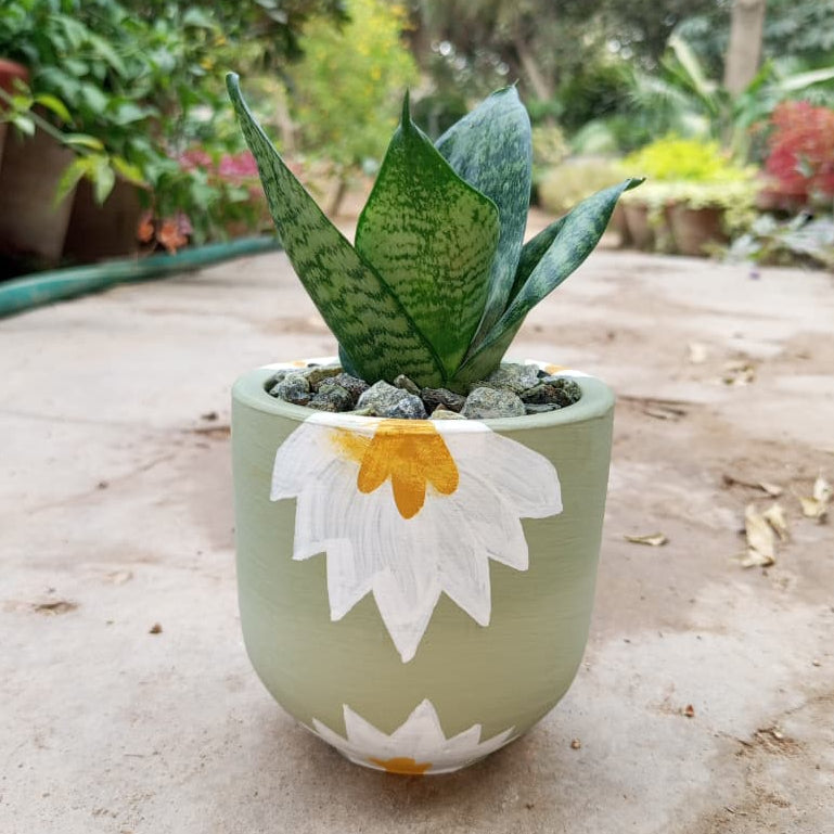 Snake dwarf in Artisan Series Hand crafted Pot