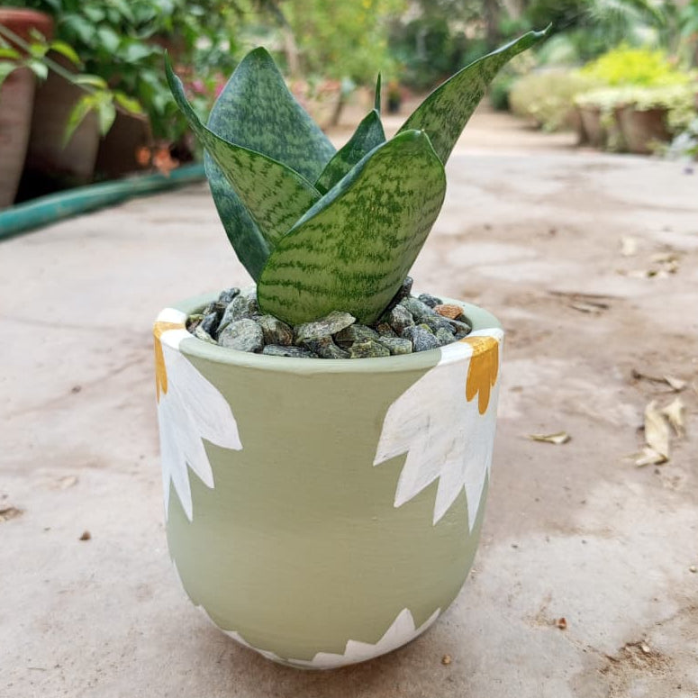 Snake dwarf in Artisan Series Hand crafted Pot