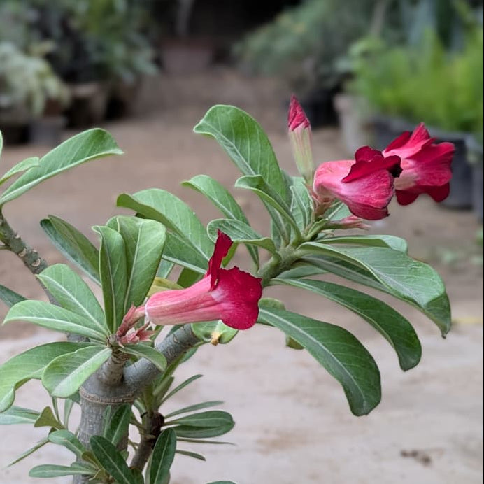 Adenium Desert Rose Grafted Red in Luma Pot