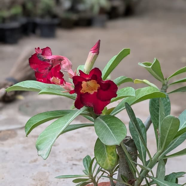 Adenium Desert Rose Grafted Red in Luma Pot
